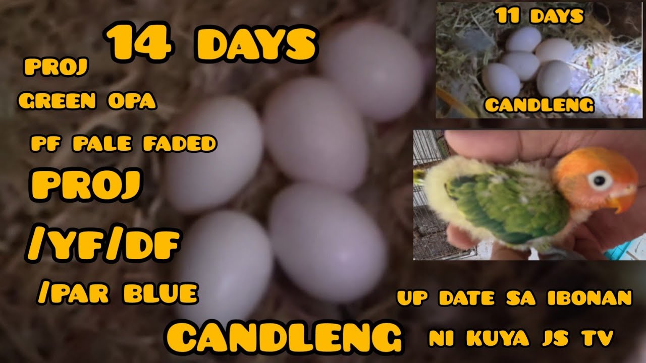 ep#220 proj Green opa pf faded. proj /yf/df/par blue. 11 days at 14 days candleng..