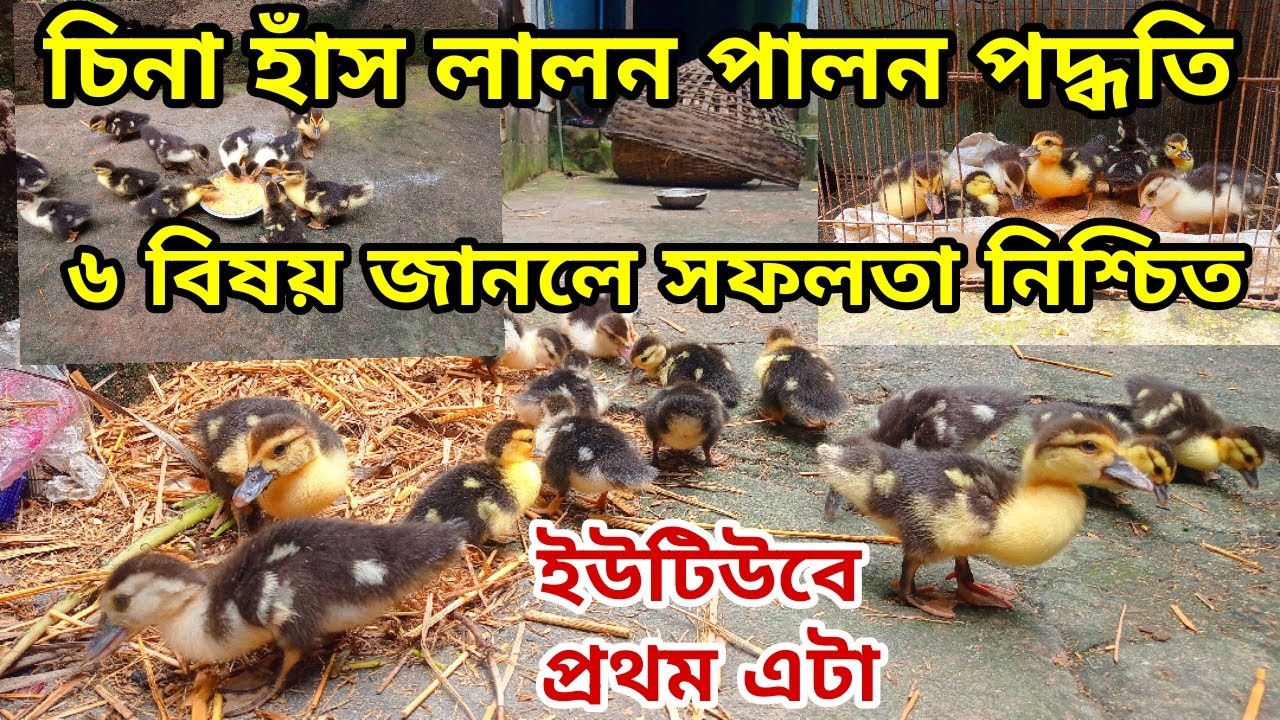 চিনা হাঁস Muscovy duck লালন পালন পদ্ধতি। যে ৬ টি বিষয় জানলে সফলতা নিশ্চিত। @rezuwanpets 