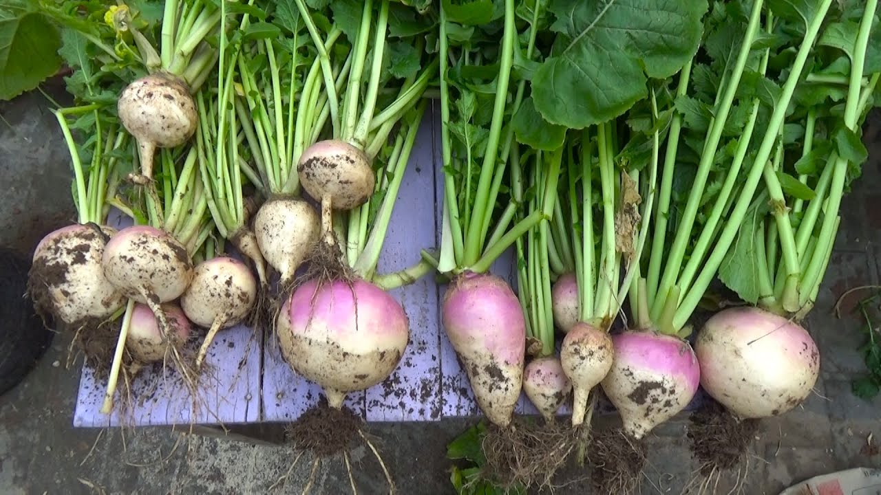 How to Grow Turnip at Home | How to Grow Turnip in A Pot | From Seed to Fruit