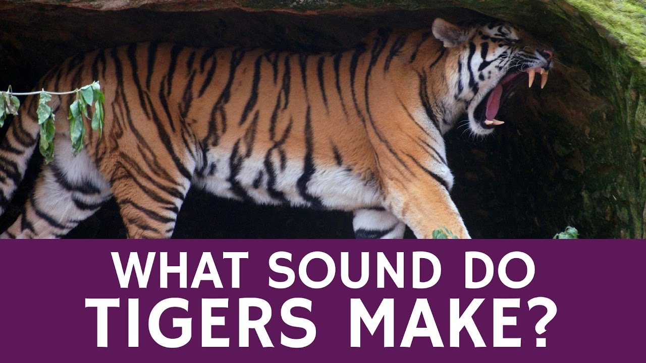 What Sounds Tigers Make Besides Roaring - Types of Animal Infrasound Communication