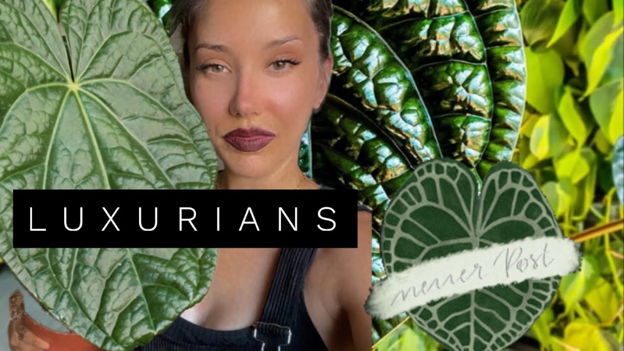 REMPOTAGE D'UN ANTHURIUM LUXURIANS SILVER