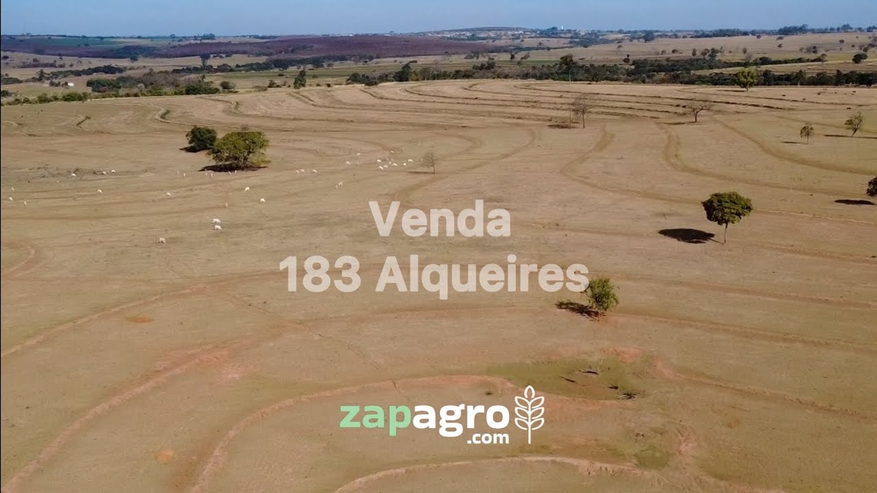 183 Alqueires em Guzol&acirc;ndia - SP