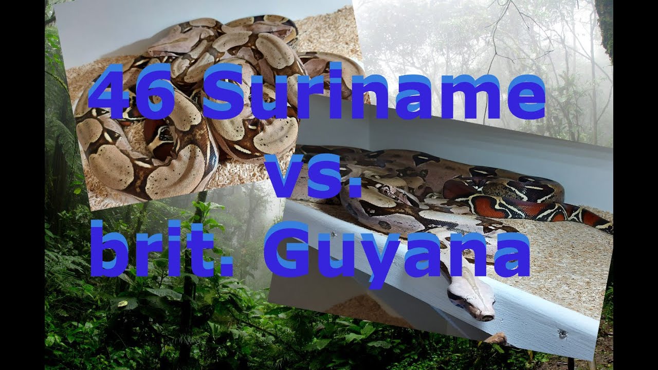 46 - Boa C.C. Suriname vs. Guyana , alles das Gleiche? #Rotschwanzboa #Suriname #Guyana