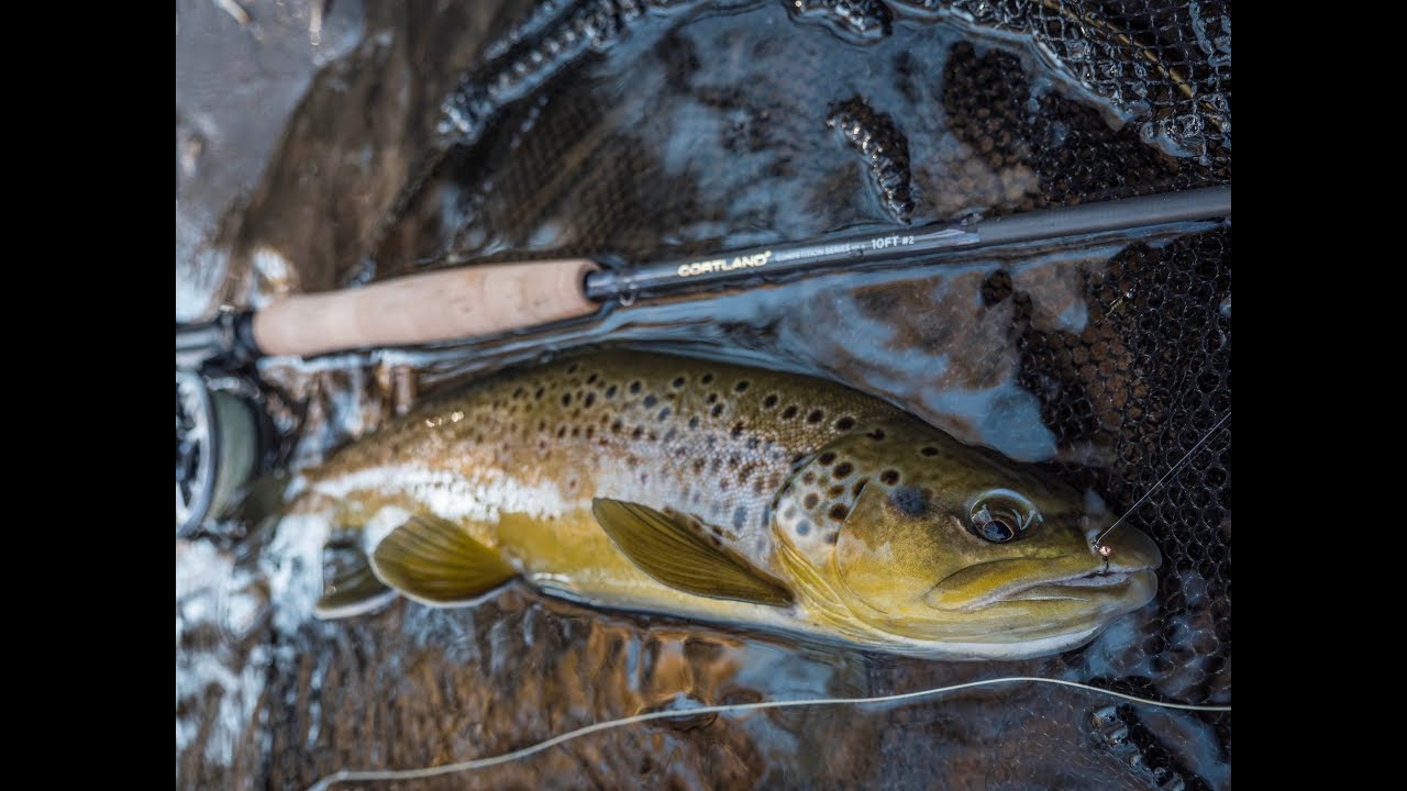 Quilldigon fly tying tutorial