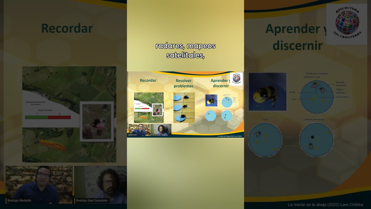 Investigación neuronal de las abejas