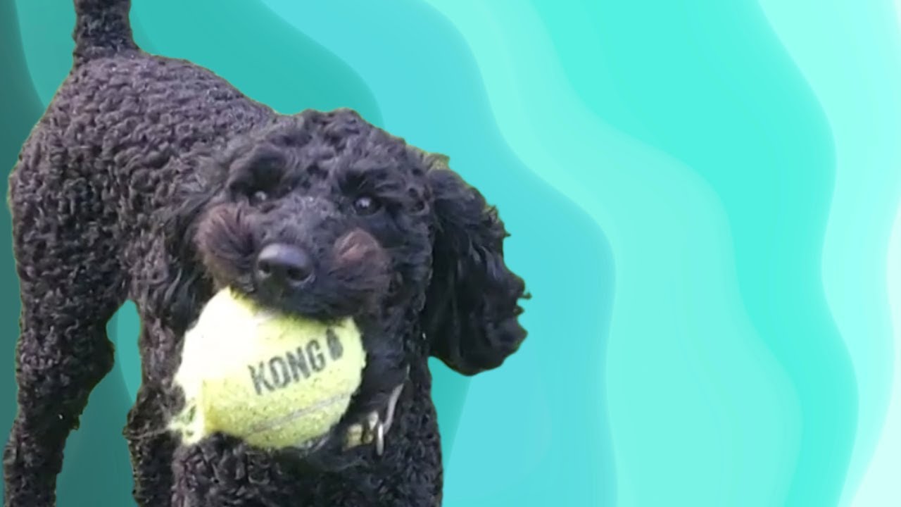 #Funnydog Skills 🐕 Poodle Compilation | Best Tricks & Stunts