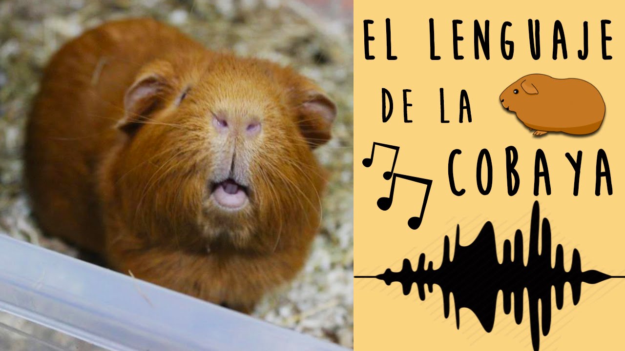 🎶 EL LENGUAJE DEL COBAYA / CUYO 🐹 SONIDOS y COMPORTAMIENTOS de los COBAYAS / CUYOS y su SIGNIFICADO