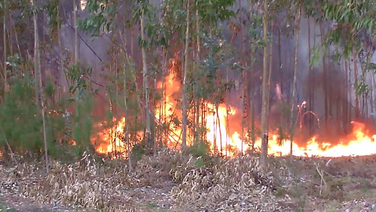 Fogo florestal em Figueira, Penafiel, 29 Março 2012