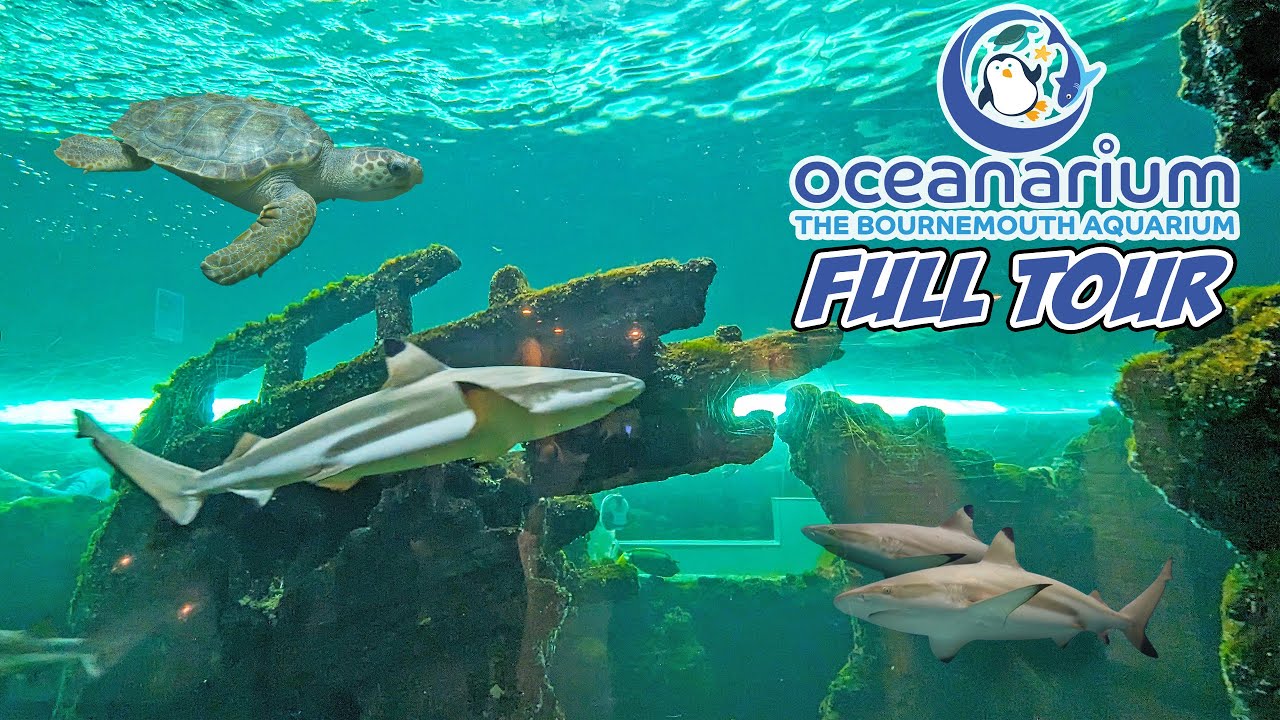 Oceanarium Bournemouth 25th Anniversary Full Walkthrough (July 2023) [4K]