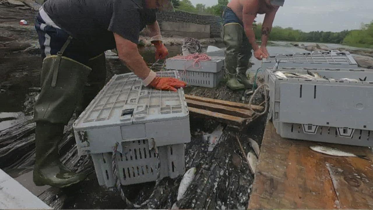 Alewives, a recovering species of baitfish, show strong start to season