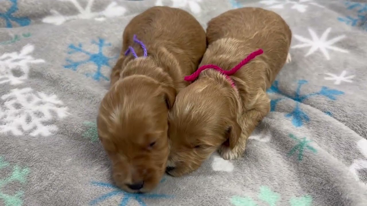 Angel’s female puppies 2 weeks old English Teddy Bear Goldendoodles 