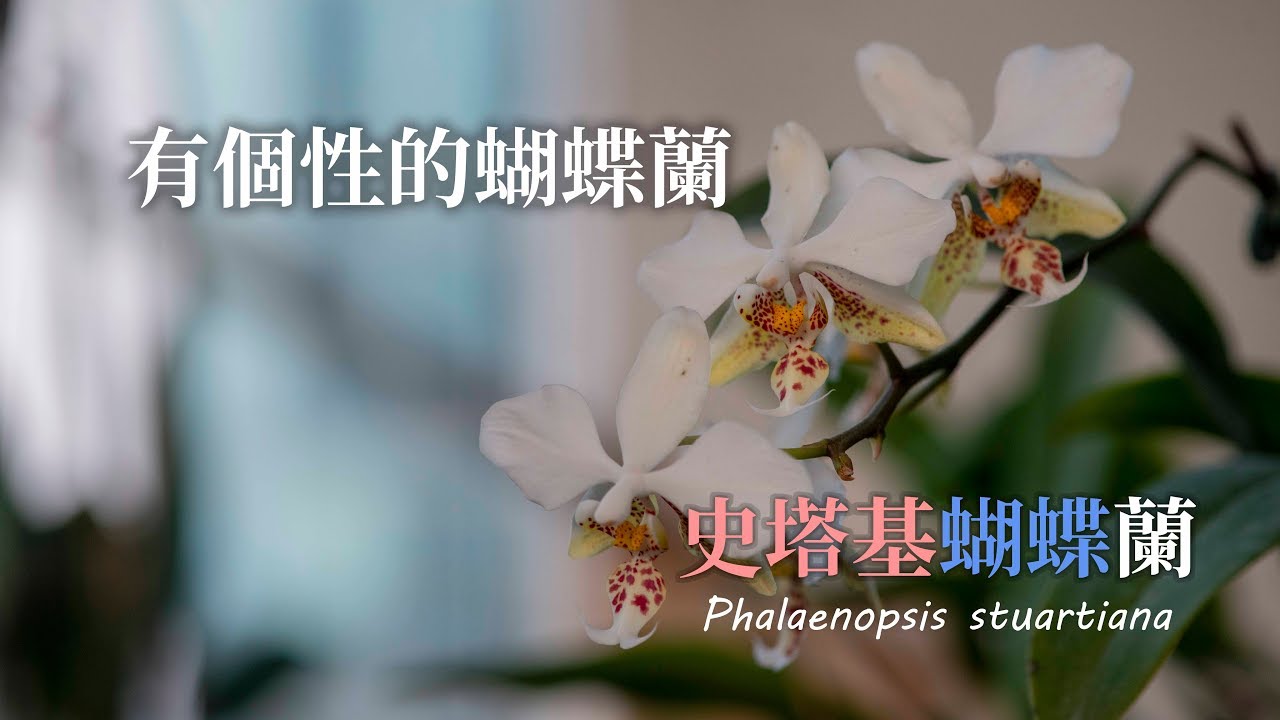 有個性的蝴蝶蘭  史塔基蝴蝶蘭 | 原生種蝴蝶蘭 | 蝴蝶蘭 上板| | 有葉斑的蝴蝶蘭