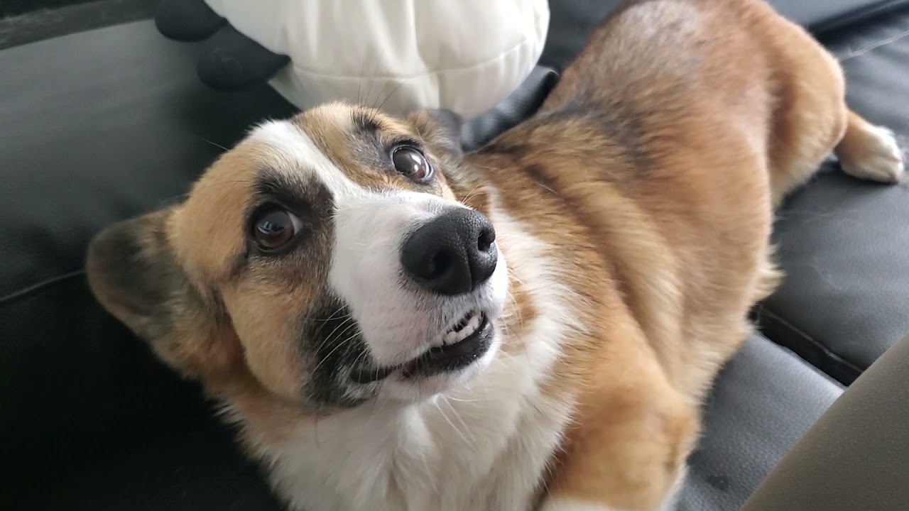 My sassy corgi pt. 2