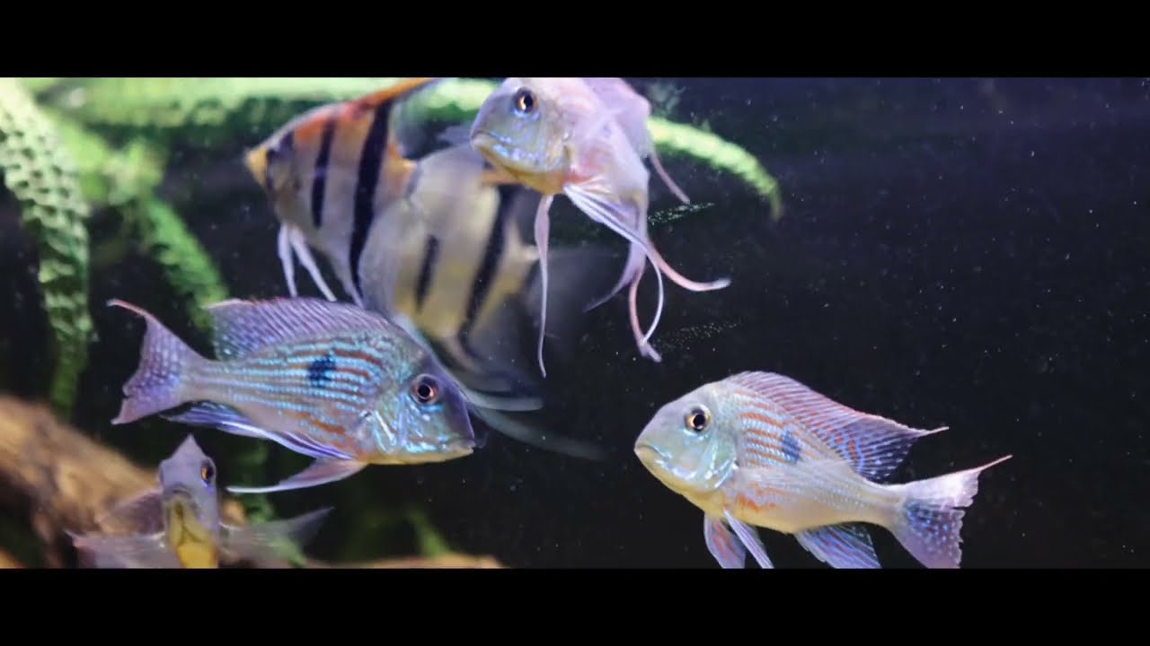 Geophagus svenii and Manacapuru scalaire