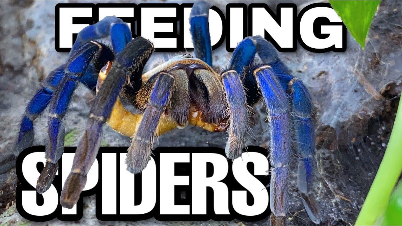 Feeding my Giant Spiders + Unboxing the COOLEST Tarantula Enclosures EVER!