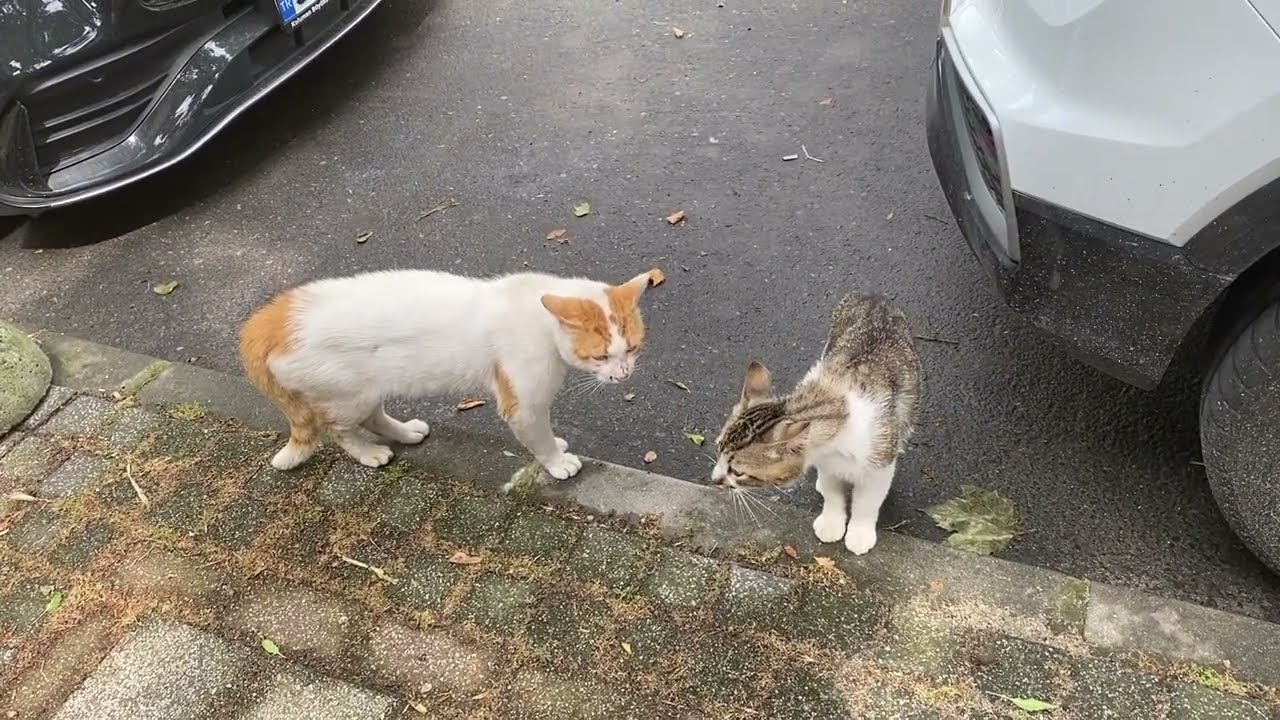 Tensions are high - 2 stray male cats in an argument