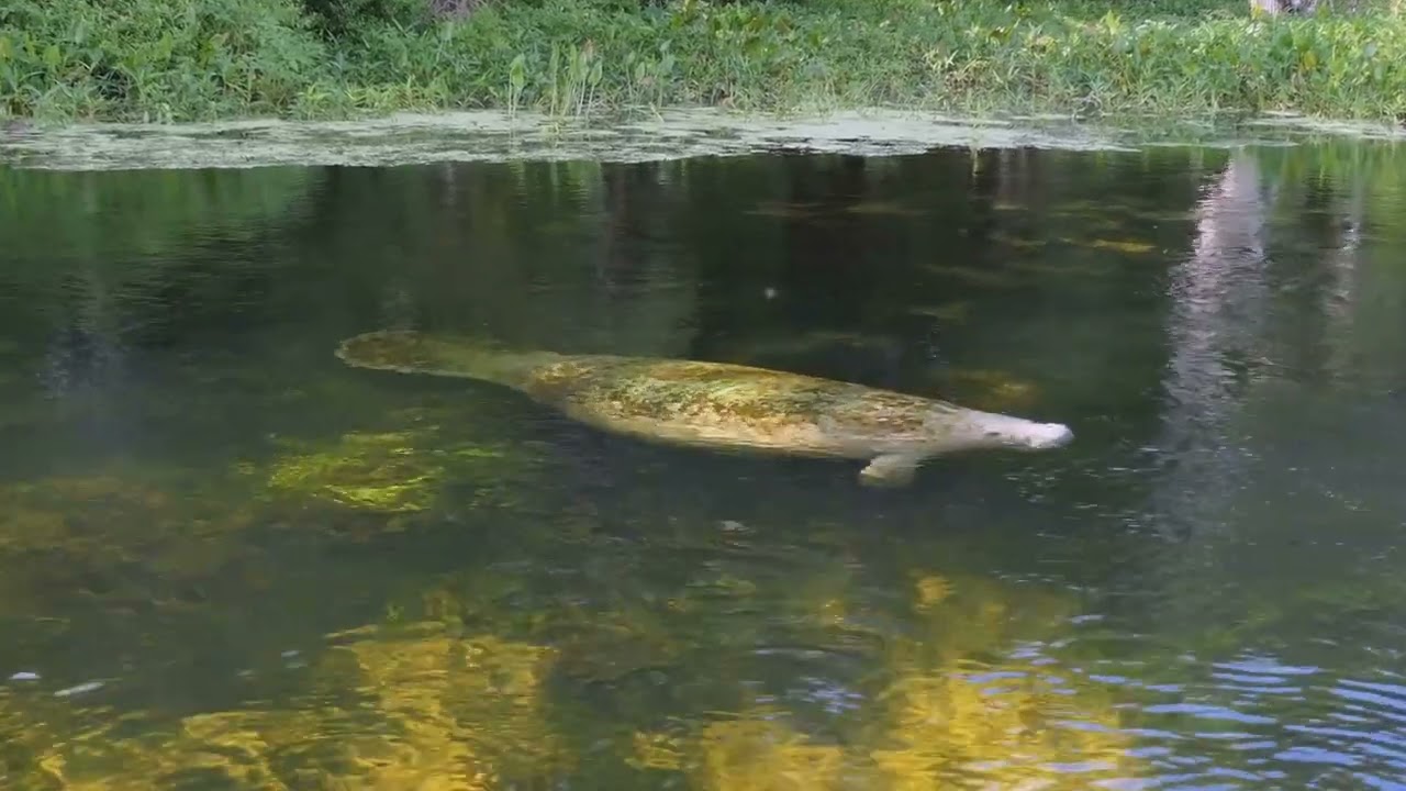 Thrilling Everglades Adventure in Miami