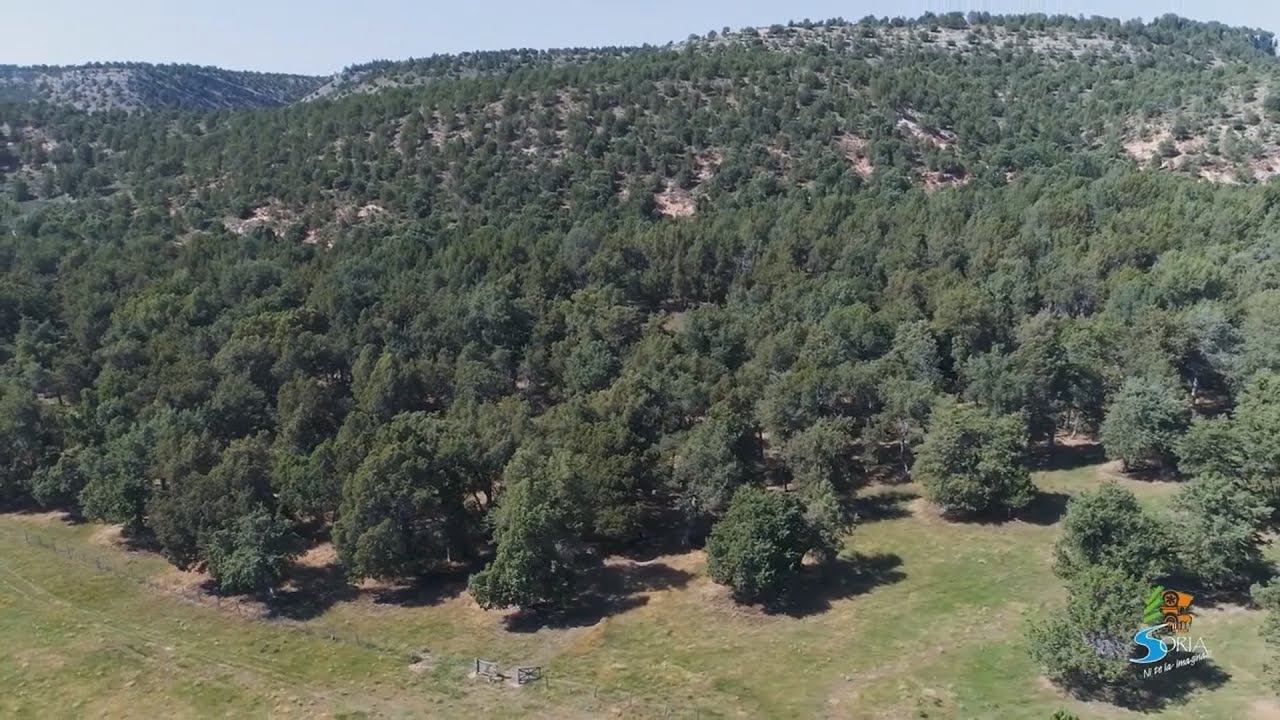 El Sabinar de Calata&ntilde;azor - Soria Ni Te La Imaginas