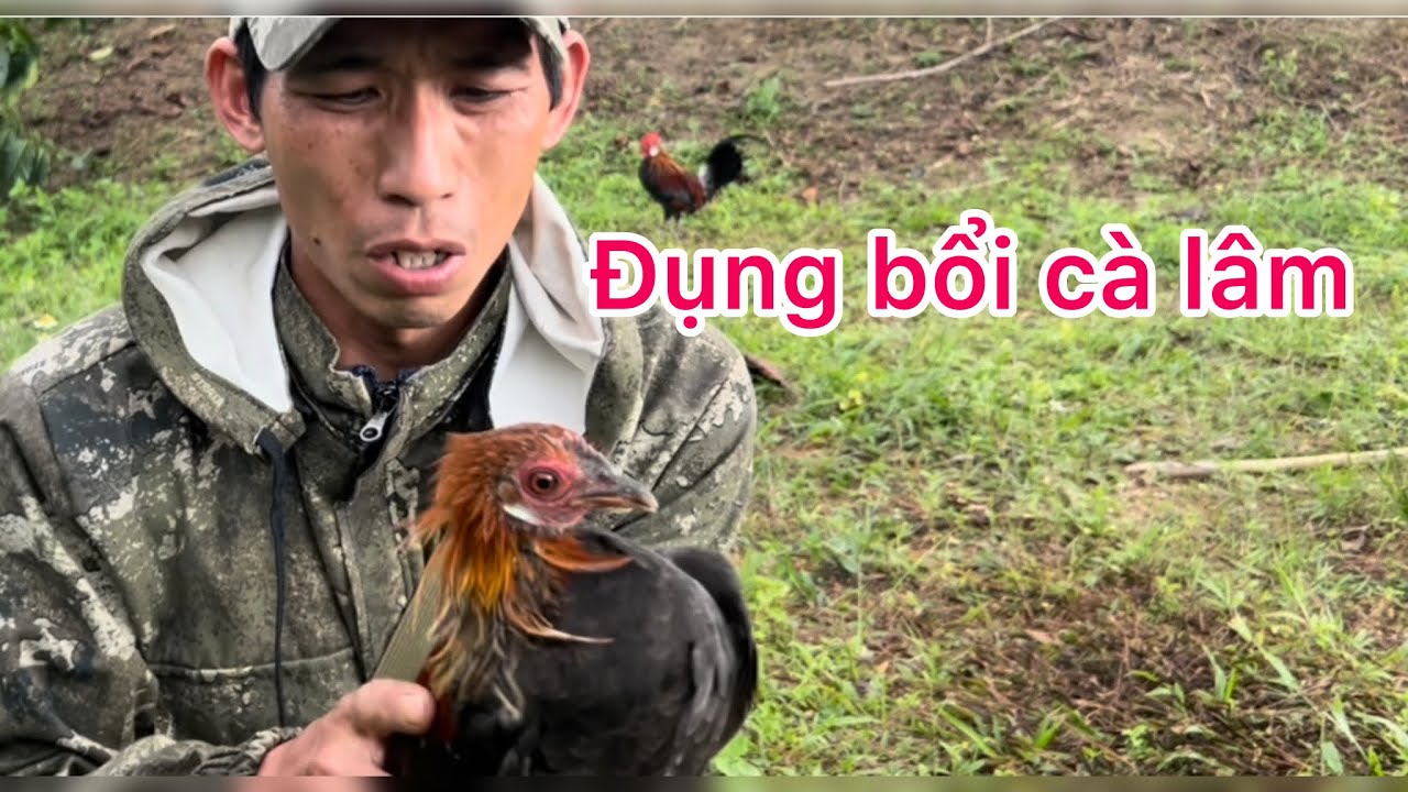 Phương lele TV bẫy gà rừng đầu mùa, chạm chán bổi cà lâm