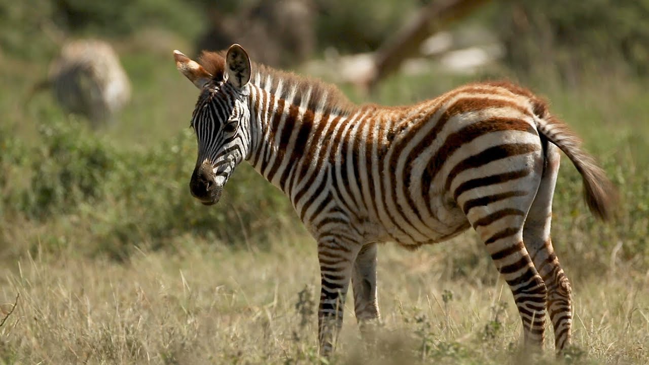 Zebra family shows affection