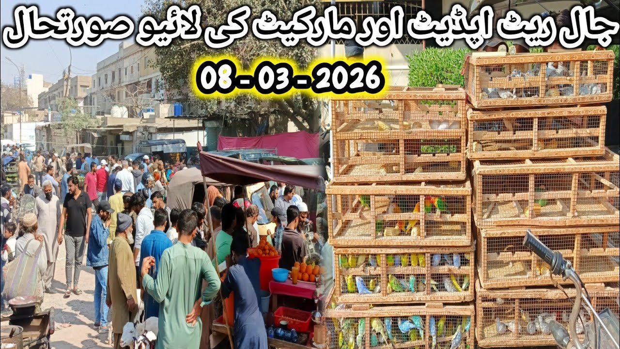 Lalukhet Sunday Birds Market Jaal rtae update 08-03-2026 @SYEDBIRDS