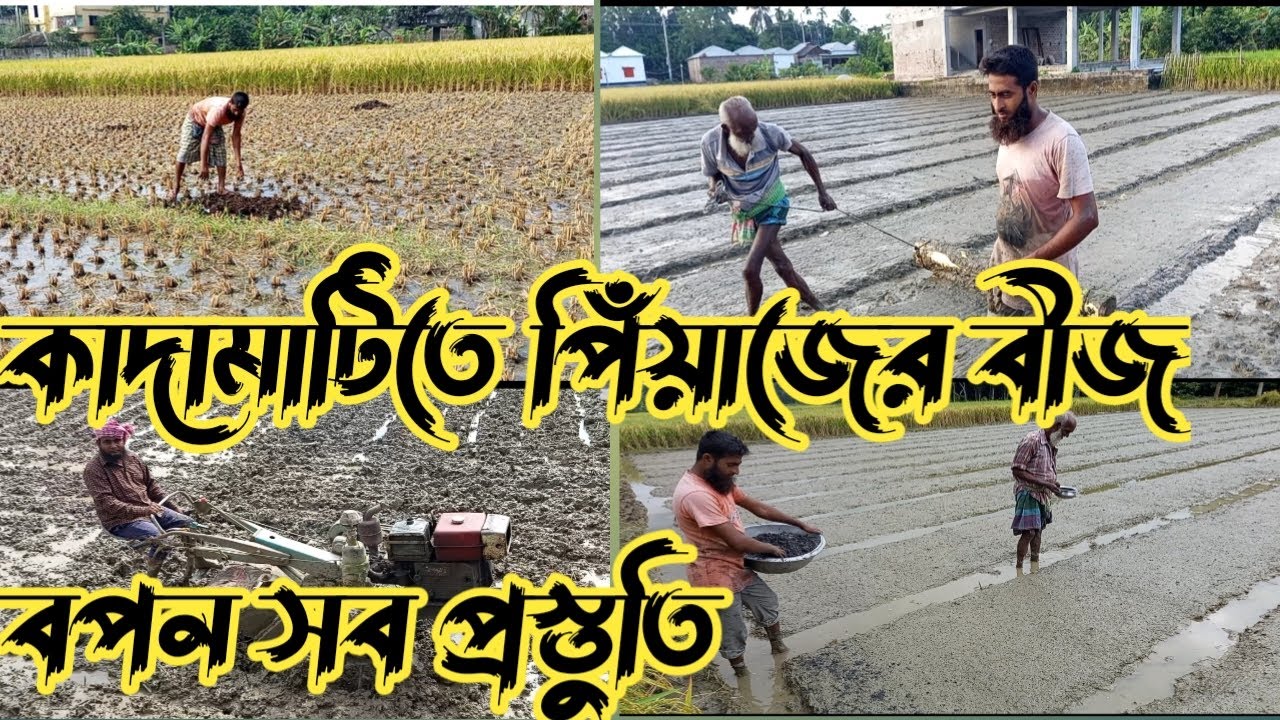 কাদামাটিত পেঁয়াজের বীজ বপন সব প্রস্তুতি 