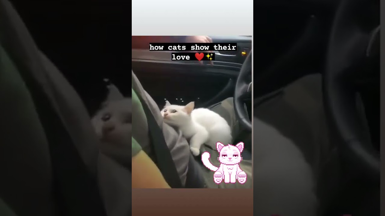 how cats show their love 😻✨