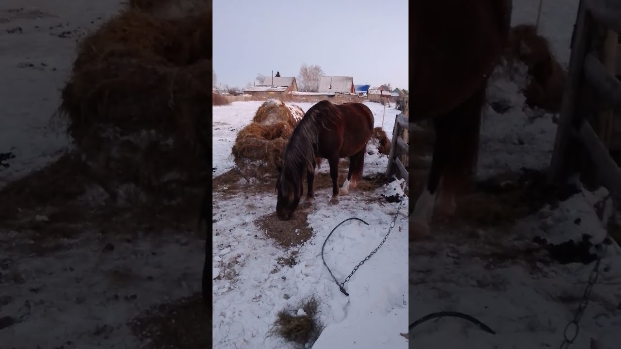 Зайка умная лошадь! 