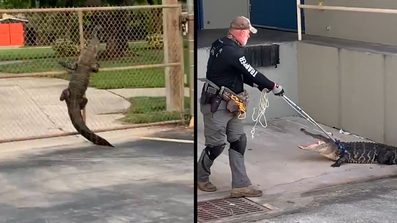 Alligator Gets Ready for School By Climbing Fence