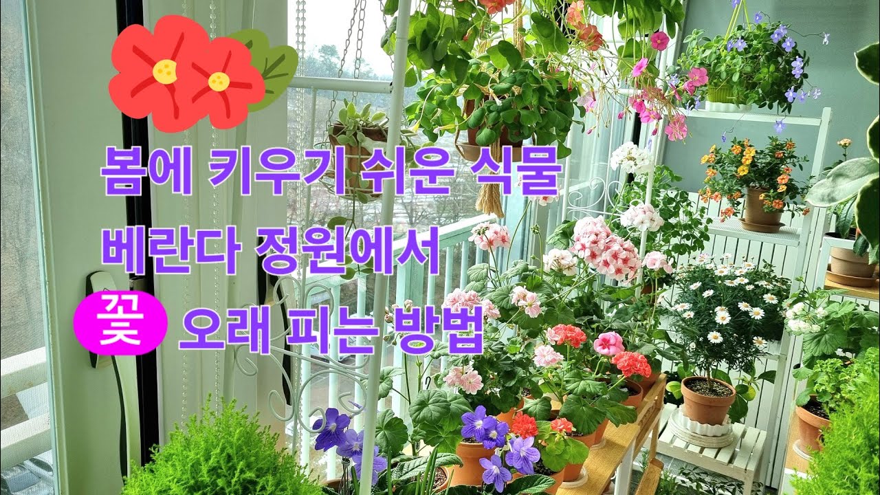 봄에 키우기 쉬운 식물/베란다 정원에서 꽃 오래 피는 방법