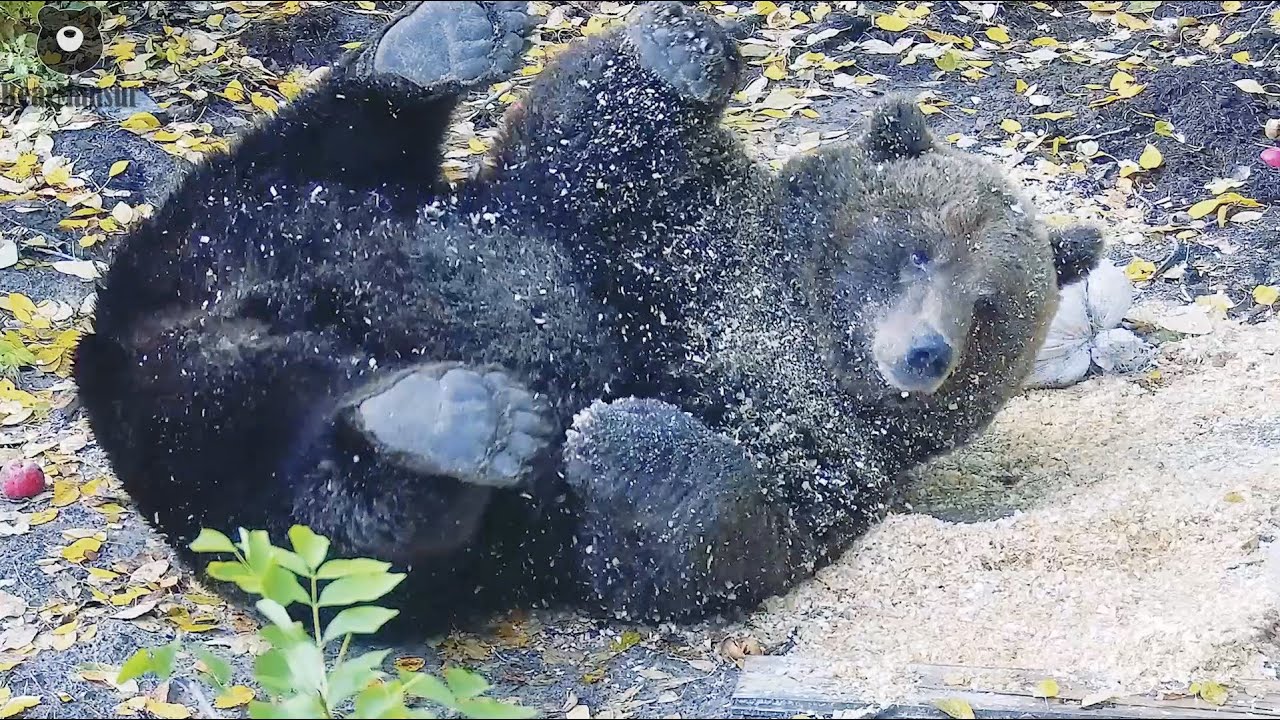На голове моей опилки не беда🐻😄