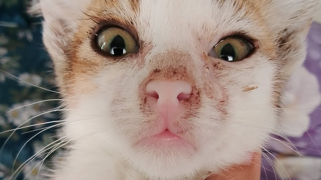 #vlogger #cat #funny 