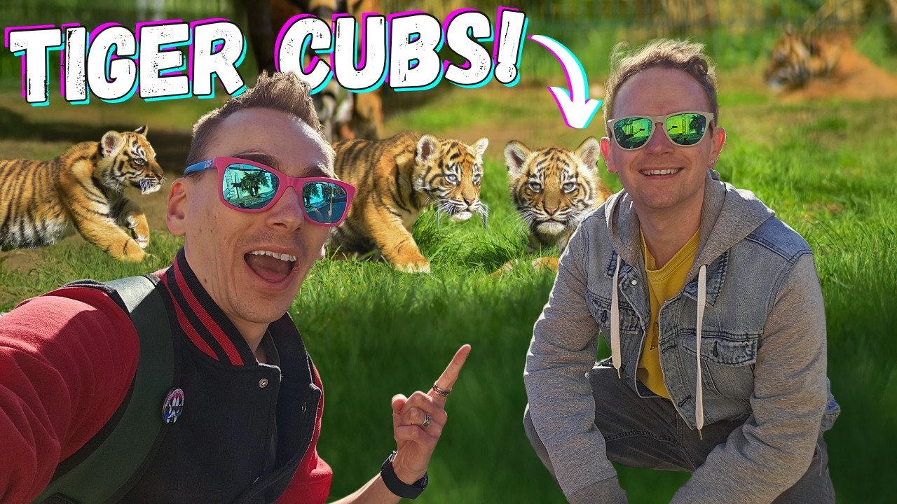 West Midland Safari Park: FIRST LOOK at Newborn Tiger Cubs! 🐯