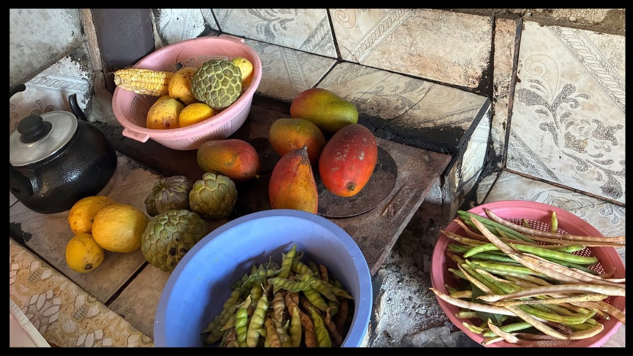 “Dia Abençoado – Muita Fartura na Roça | Veja Nossas Colheitas 🥭🌽” 