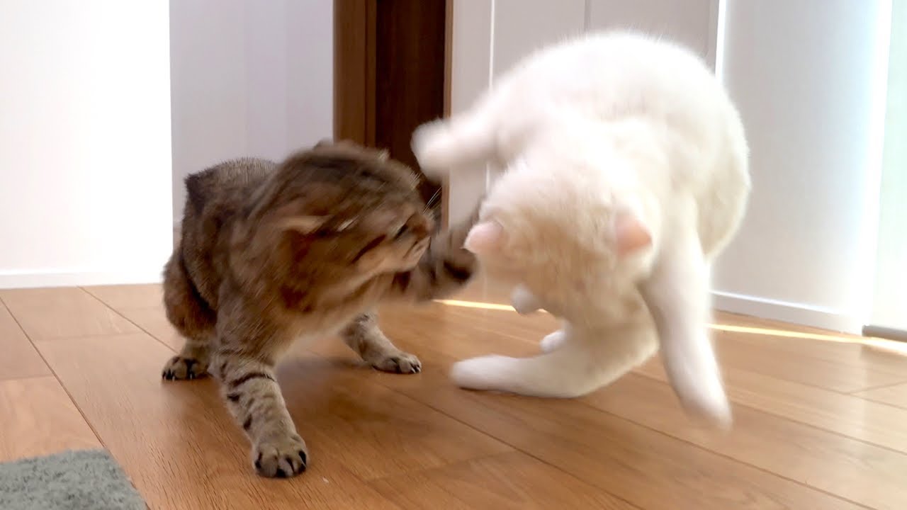 先輩なのに毎回必ず顔を狙われる猫…