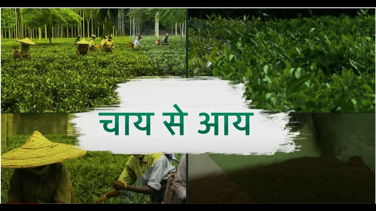 Smart Kheti : Tea Farming