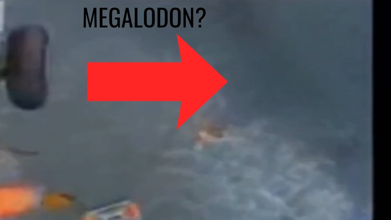 MEGALODON? GIANT CREATURE FOUND DURING COAST GUARD RESCUE