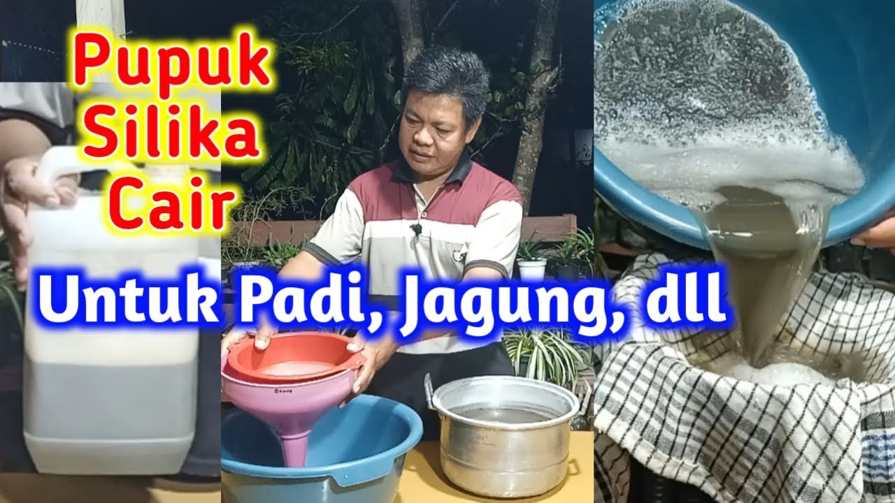 Membuat Pupuk Silika Cair Untuk Padi, Jagung, Tebu Dan Buah-buahan