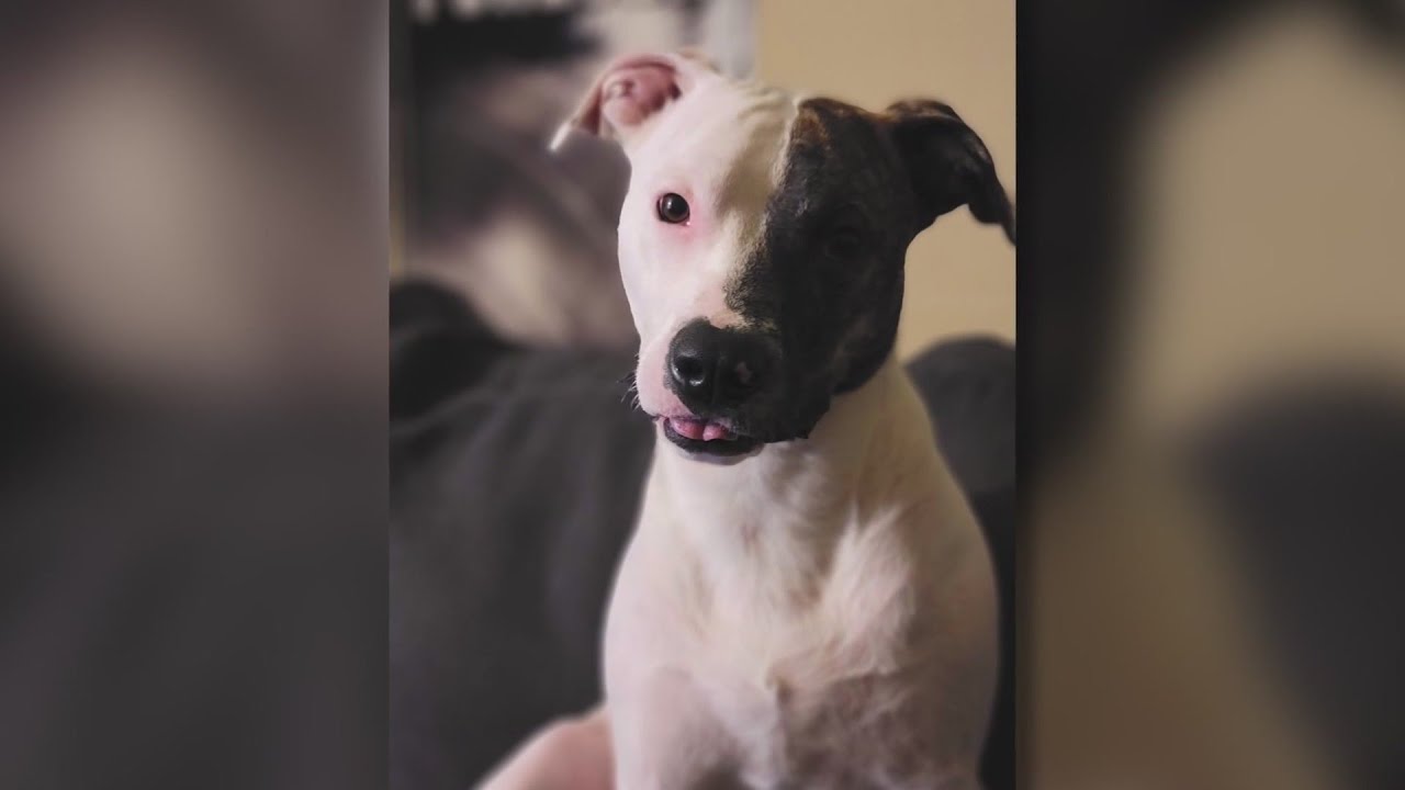 Denver Dog Dies While In The Care Of Rover App Sitter; Owner Calling For Heightened Screening Requir