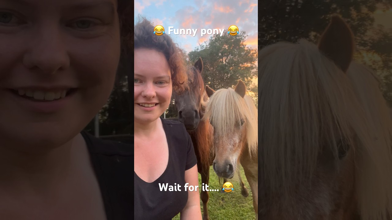 Funny pony 😂 #animal #homestead #shetland  #farm #funny #cute #horse #girl #minihorse #pony #sunset