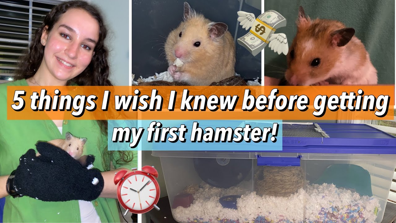 5 Things I Wish I Knew Before Getting My First Hamster