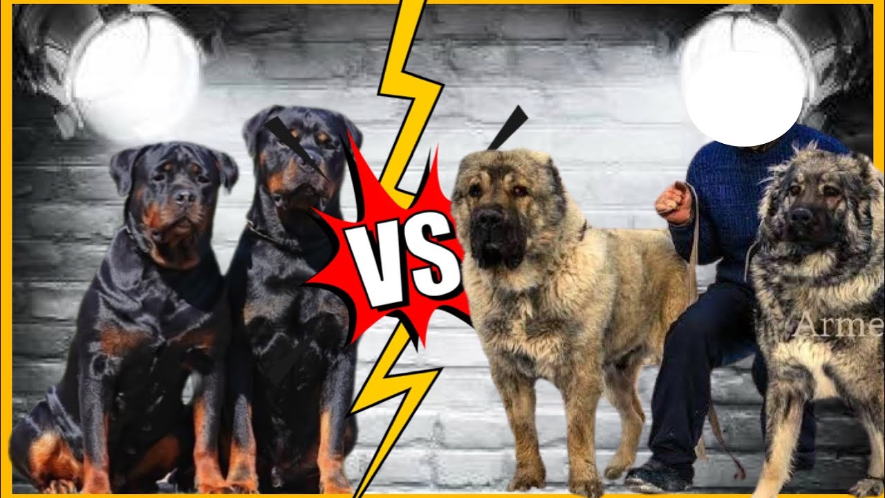 Rottweiler VS Pastor do Cáucaso | Rottweiler e seus 328PSI de mordida