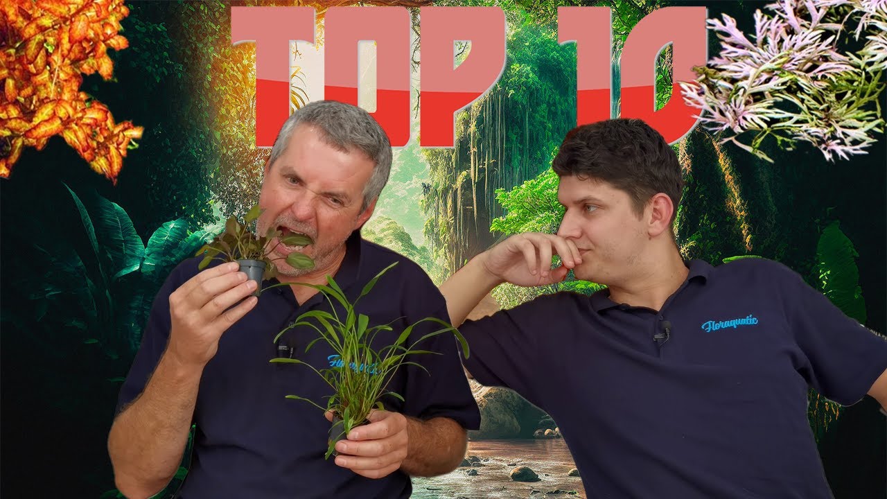 10 plantes MAGNIFIQUES à connaître maintenant 😑 - Floraquatic