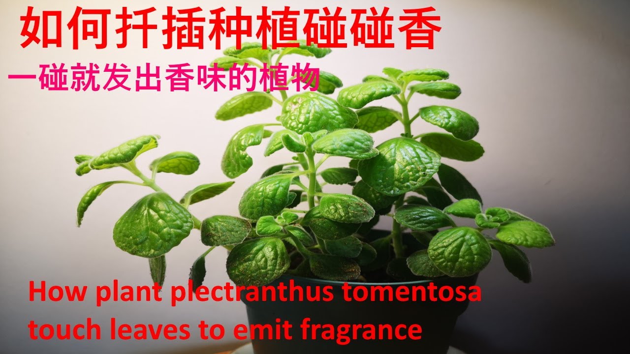 碰碰香，一碰就发出香味的奇特植物-如何扦插种植碰碰香-How to plant plectranthus tomentosa - touch leaves to emit fragrance