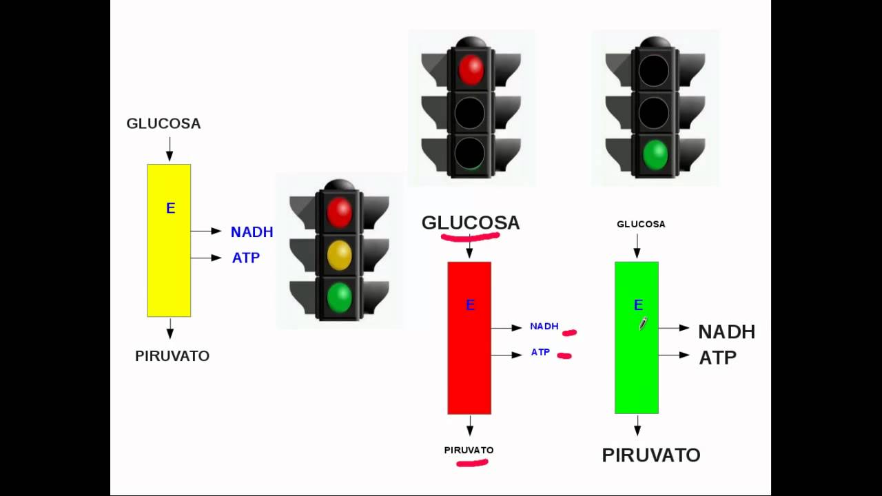 Integración metabólica: conceptos generales