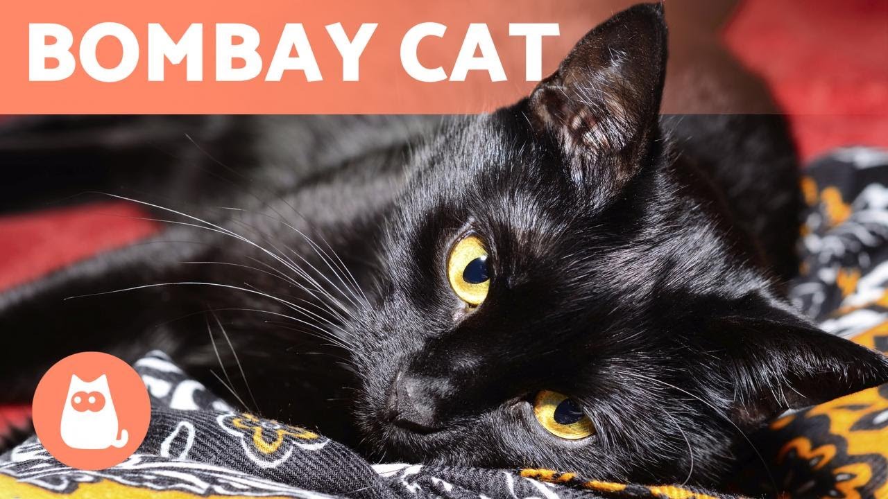 BOMBAY CAT 🐱 Characteristics, Care and Health! 🐾