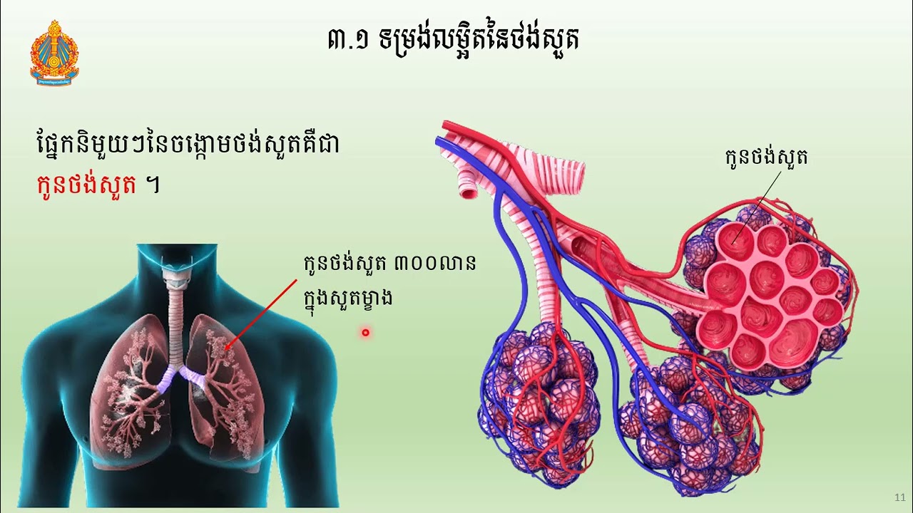 2 K8BIOEP6៖ ជីវវិទ្យាថ្នាក់ទី៨៖ជំពូក៤៖ដង្ហើម និងដំណឹកនាំ៖ មេរៀនទី២៖ ដង្ហើម លោកគ្រូ សឹម រដ្ឋា