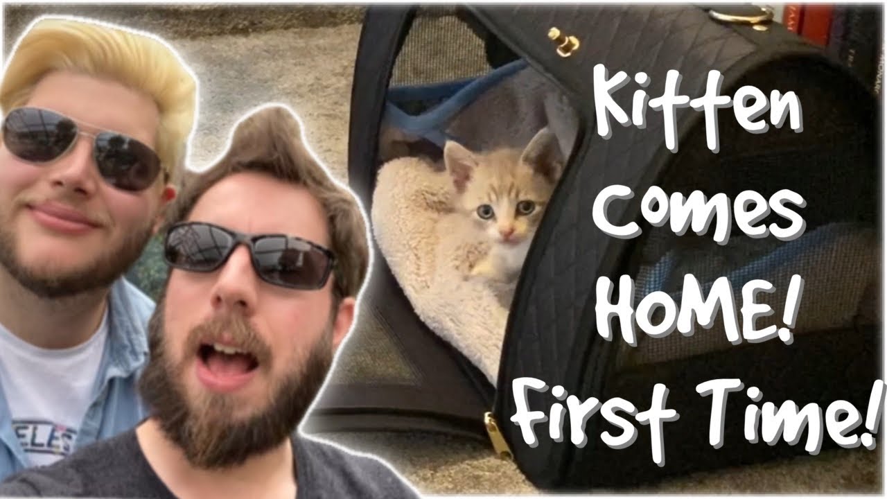 КОТЁНОК ВОЗВРАЩАЕТСЯ ДОМОЙ! И ЕГО ИМЯ ОБЪЯВЛЕНО! ЕЖЕНЕДЕЛЬНЫЙ ВИДЕОБЛОГ ЭЛЛИОТА И МЭТТА!