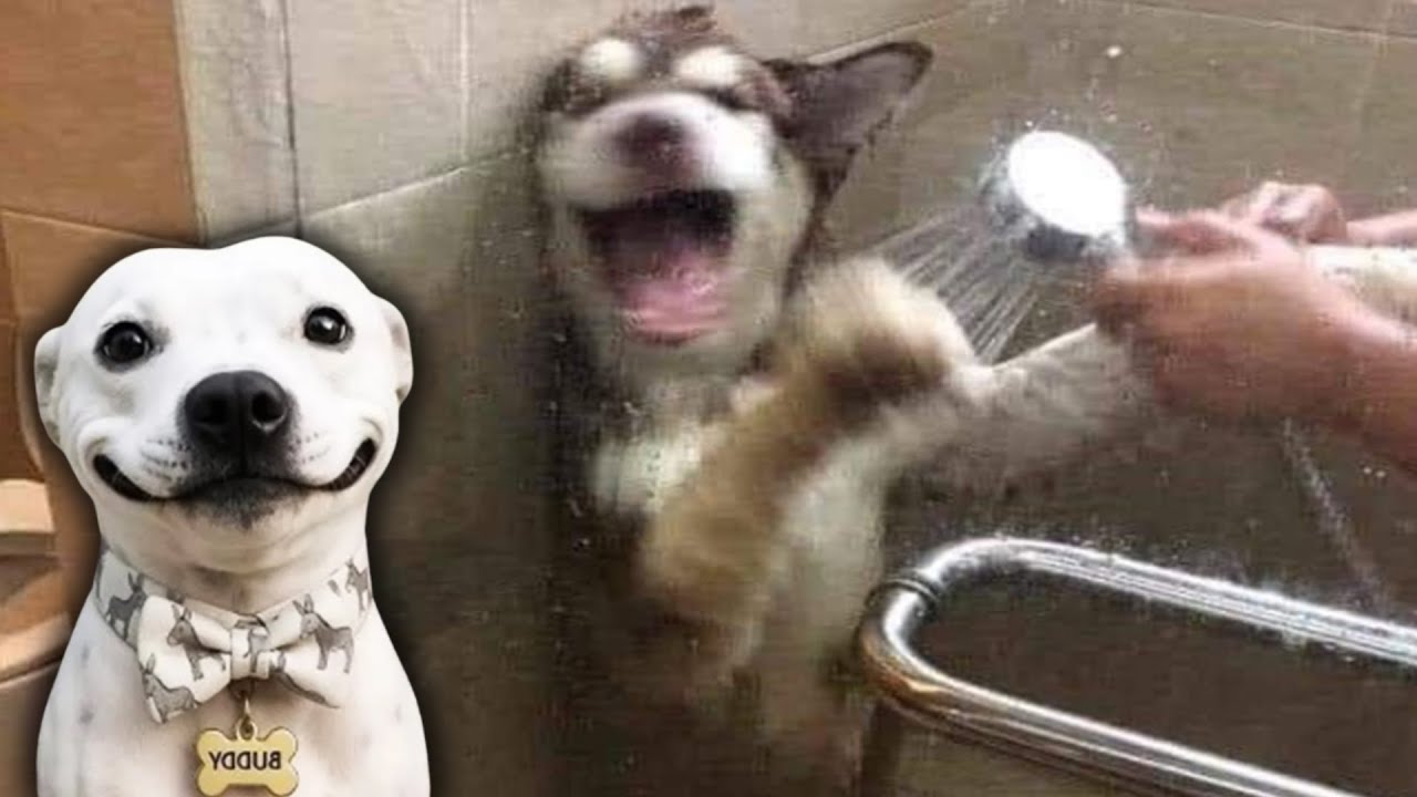 These Funny Animals Will Make You Laugh Out Loud 🤣 Funniest Pets 2026