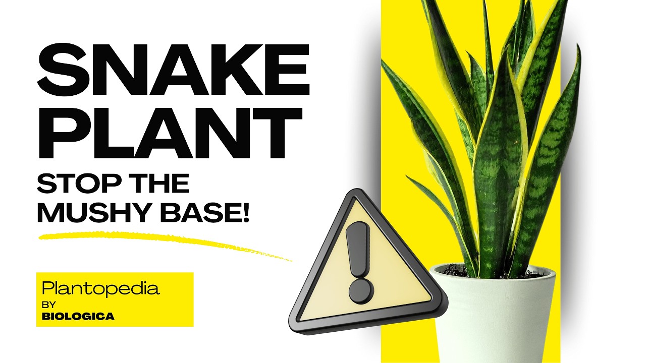 The Snake Plant | Origins, and Benefits